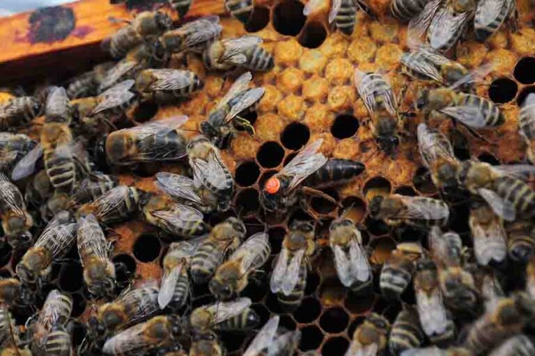the-queen-bee-her-role-in-the-hive-reproductive-females