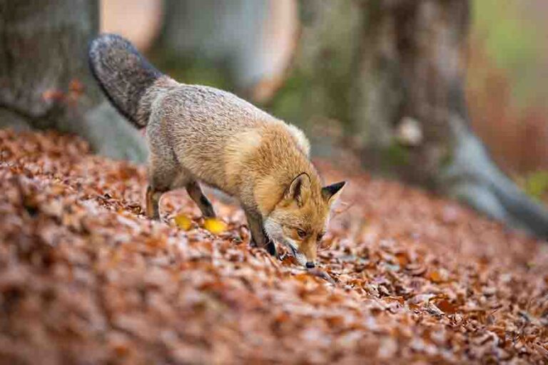 Do Foxes Smell? (Scent Marking & Detection)