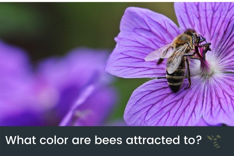 Which Colors Are Bees Attracted To The Most 