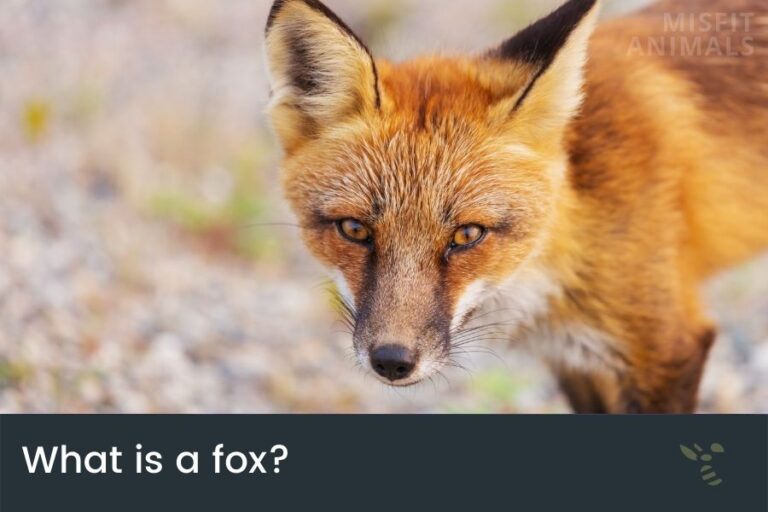 How High Can A Fox Jump & Can They Climb Fences?
