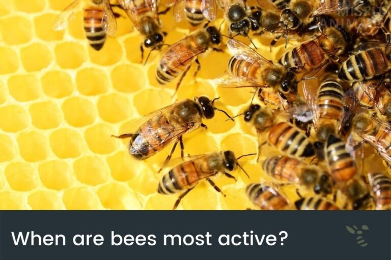 When Are Bees Most Active? (Seasonally & Daily)