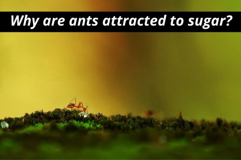 Why Are Ants Attracted To Sugar? (And What About Sweeteners)