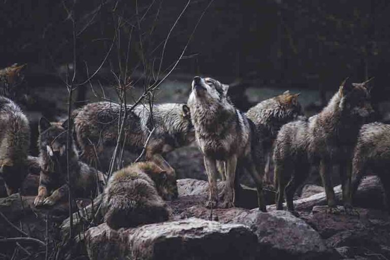 Wolf Pack Ranks, Roles & Order Wolves Hierarchy