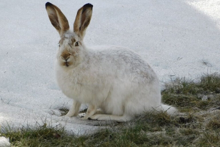 What Do Arctic Wolves Eat? Animals Hunted By The Arctic Wolf