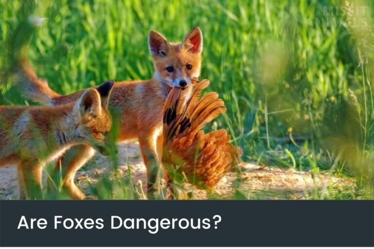 Are Foxes Dangerous & Do They Attack Humans & Pets?