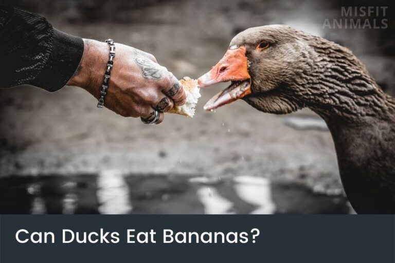 Can Ducks Eat Bananas Or Are They Bad For Them?