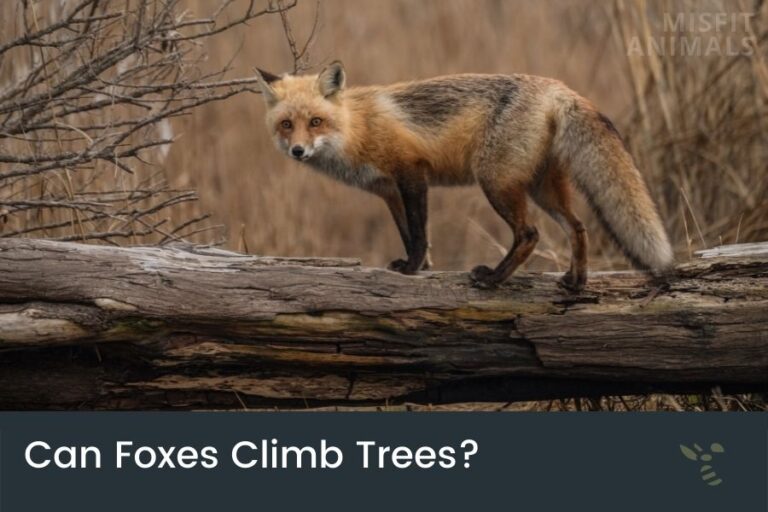 How High Can A Fox Jump & Can They Climb Fences?