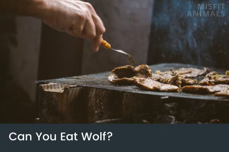 Can You Eat Wolf Meat? Where Do People Eat Wolf?