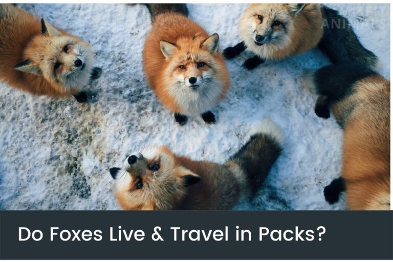 Do Foxes Live & Travel In Packs? (Fox Families)