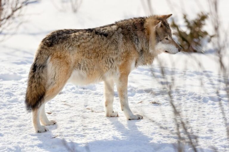 The 10 Largest Wolves In The World (Biggest Wolf On Record)