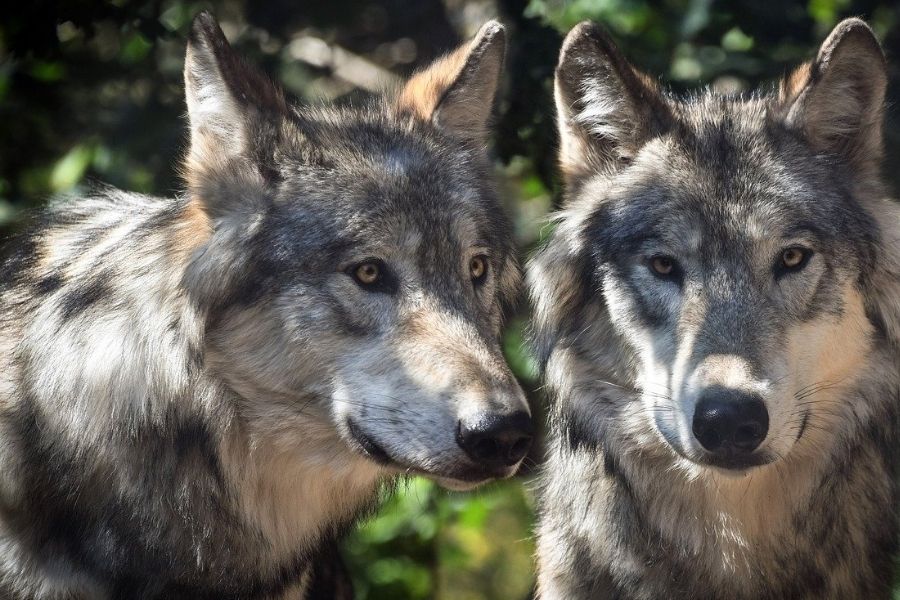 How Long Do Wolves Live? Lifespan In The Wild Vs. Captivity