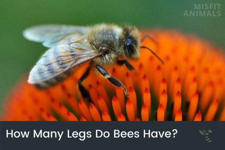 How Many Legs Do Bees Have? (What Do They Use Them For)