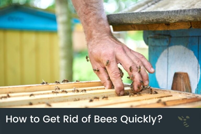 Are Bees Attracted To Light & Why? (Scientific Explanation)