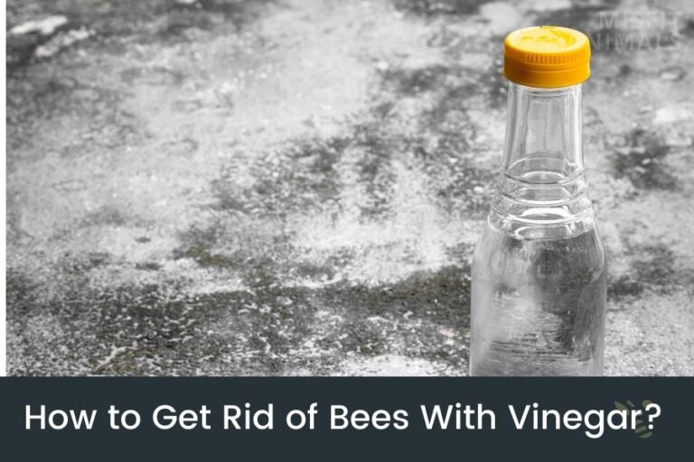 How To Get Rid Of Bees With Vinegar Does It Work? Yes!