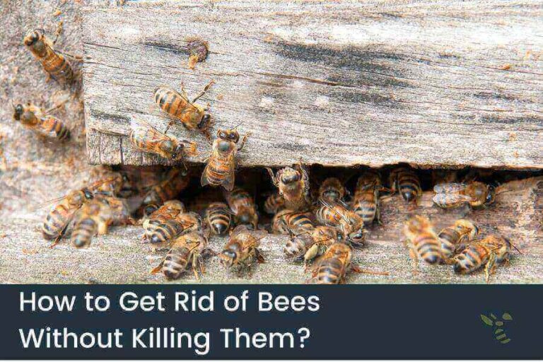 How To Kill Bees With Soapy Water (StepbyStep Guide)