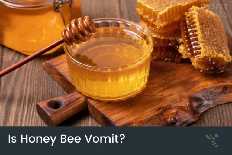 Vulture Bee The MeatEating Bees Misfit Animals