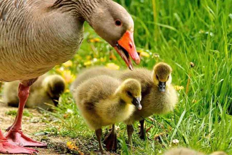 Baby Ducks & How To Raise Them (Guide To Duck Care)