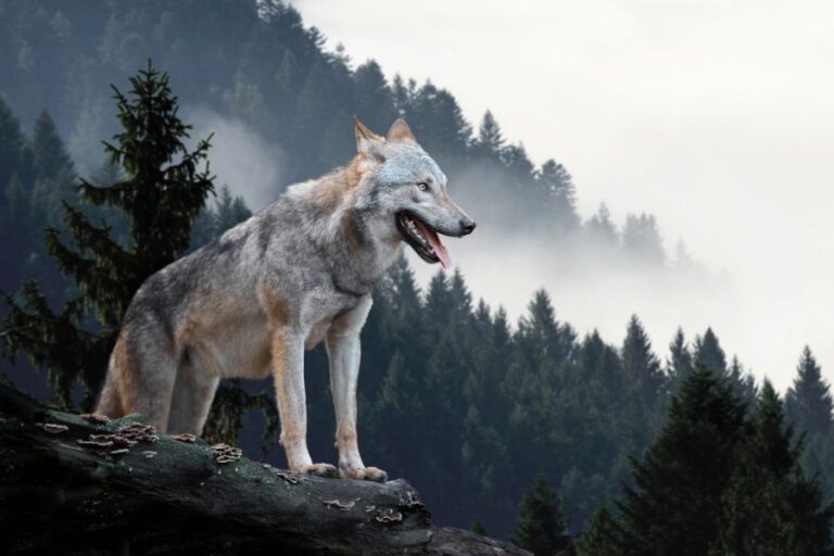 The 10 Largest Wolves In The World (Biggest Wolf On Record)
