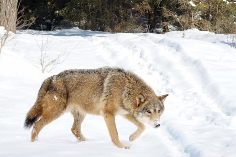 The 10 Largest Wolves In The World (Biggest Wolf On Record)