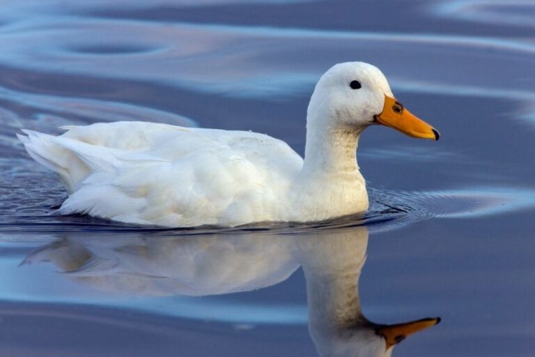 Do Male Ducks Quack & Why Don't They? Misfit Animals