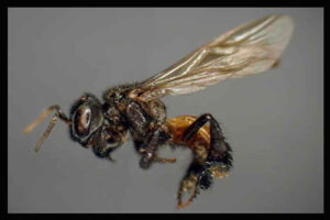 Vulture Bee: The Meat-Eating Bees | Misfit Animals
