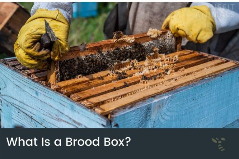 Brood Box What Is It & How Many Should You Have?