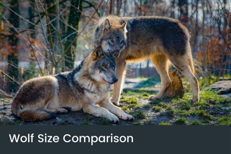 Wolf Size Comparison How Big Are Wolves Really?