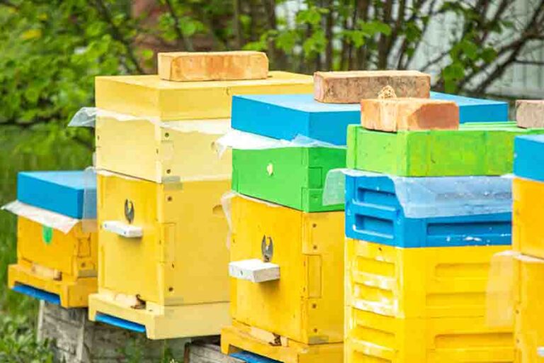 Brood Box What Is It & How Many Should You Have?