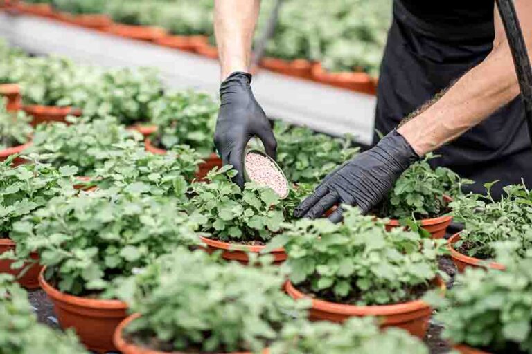 Do Roses Attract Bees & Other Pollinators?