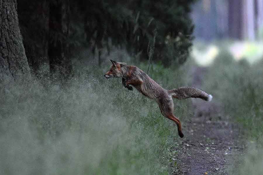 fox jumping