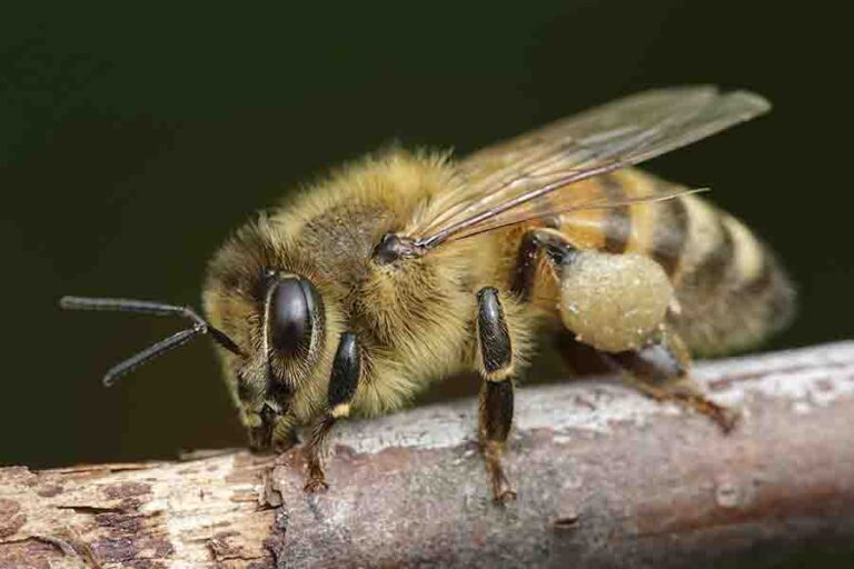 The Drone Bee (Role Of The Male Bees In A Beehive)