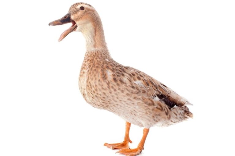 Why Do Ducks Quack? Quacking Duck Communication