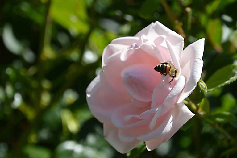 Do Roses Attract Bees & Other Pollinators?