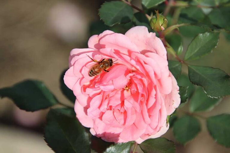 Do Roses Attract Bees & Other Pollinators?