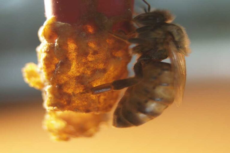 The Queen Bee & Her Role In The Hive Reproductive Females