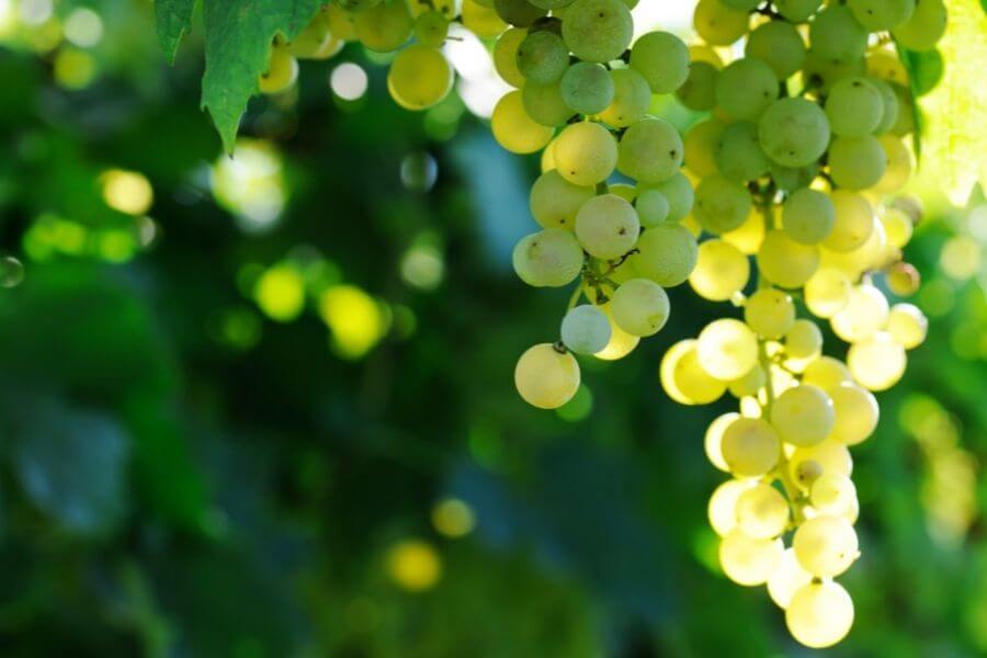 Can Ducks Eat Bananas or Are They Bad for Them? ripe grapes