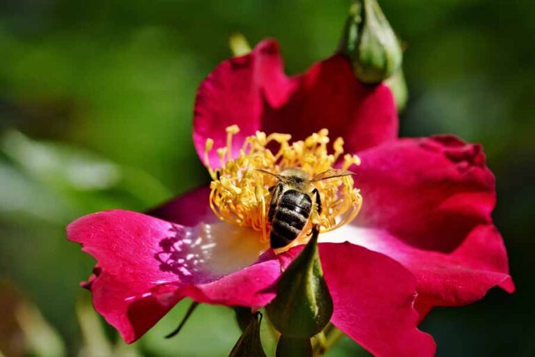Do Roses Attract Bees & Other Pollinators?