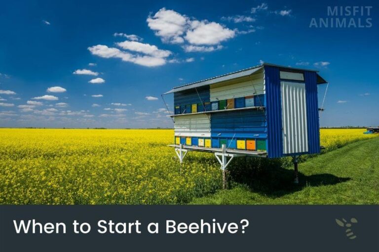 When Do Bees Go Away? (End Of Bees Season)