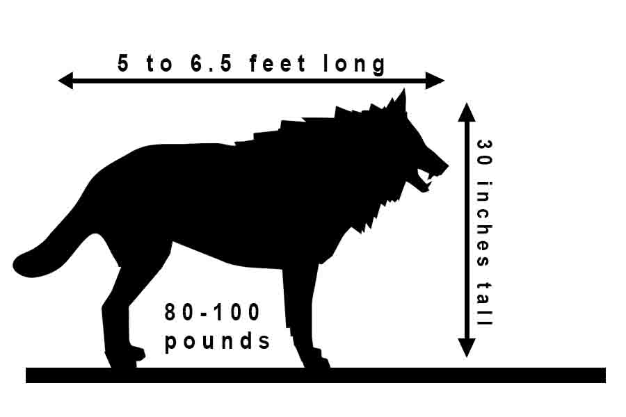 dire wolf size