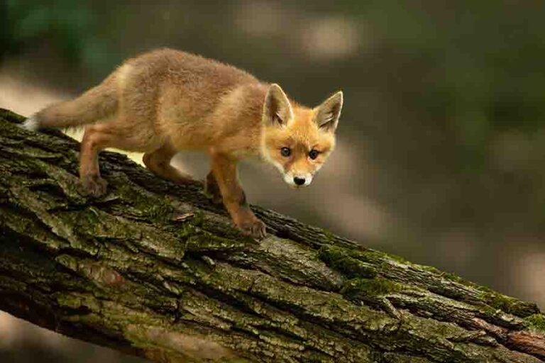 Can Foxes Climb Trees? (And How High Can They Get?)