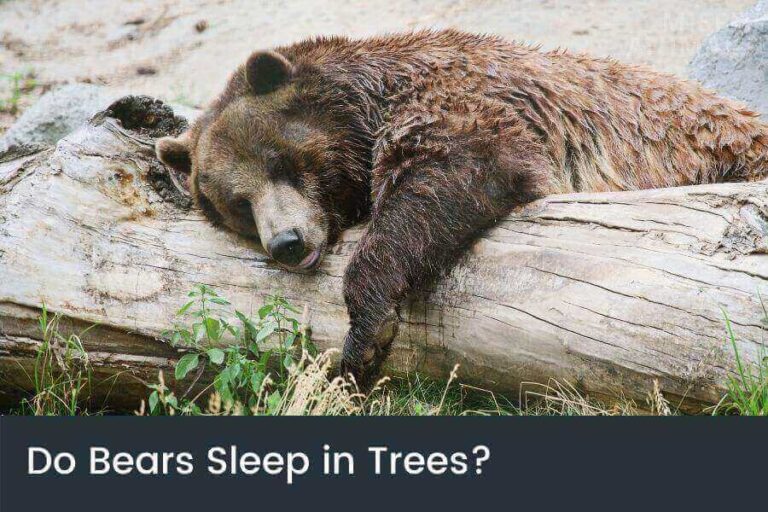 Where Do Bears Sleep? (At Night & During Hibernation)