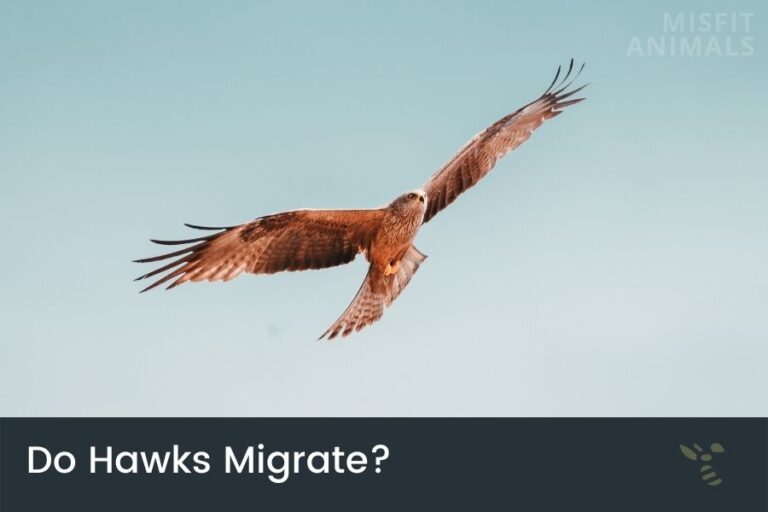 Do Hawks Migrate? (Hawks During The Winter)