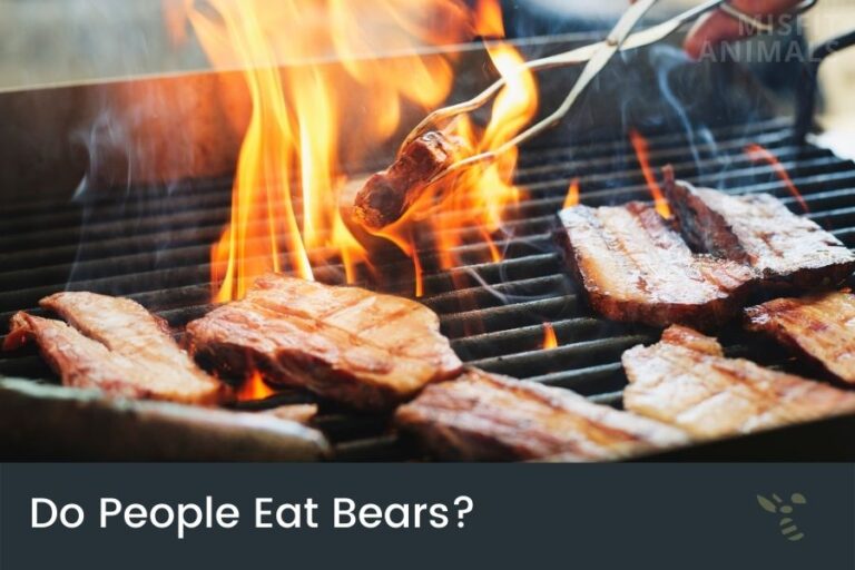 Do People Eat Bears & What Is Bear Meat Called?