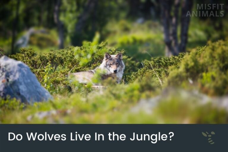 Do Wolves Live In The Jungle? (Are Jungle Wolves Real?)