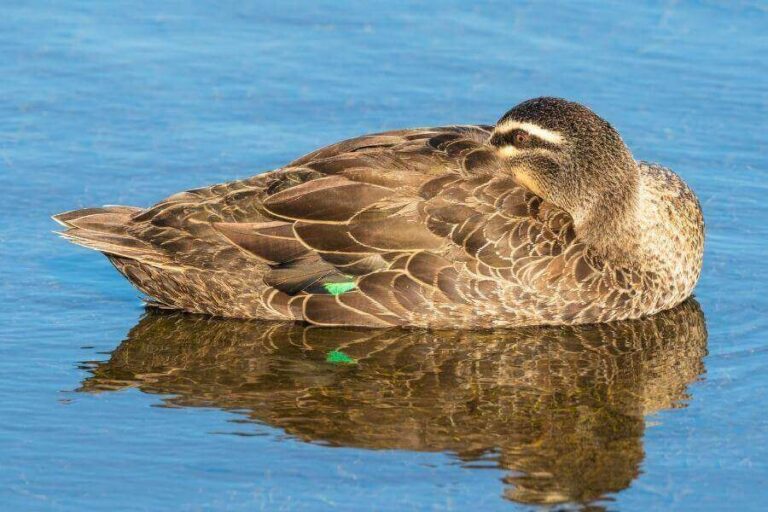 Where & How Do Ducks Sleep? (The Adaptable Sleepers)