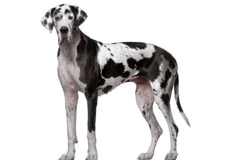 Wolf Vs Great Dane Size, Differences & Similarities
