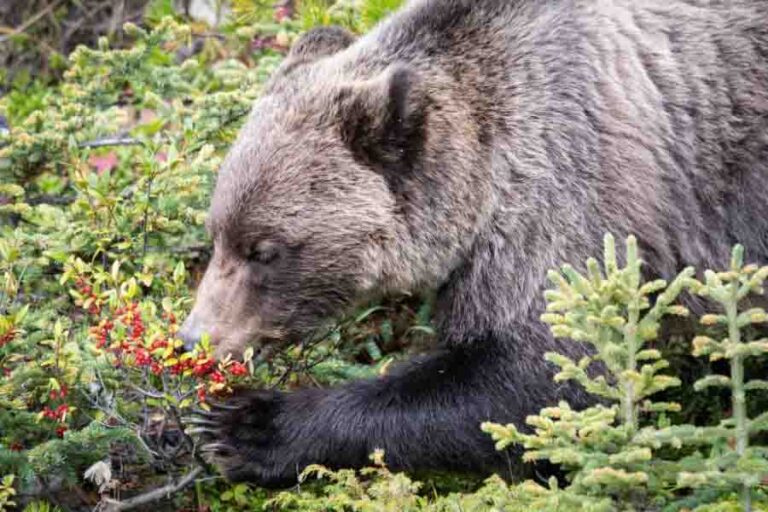 What Do Bears Eat? (Full List Of A Bears Diet)