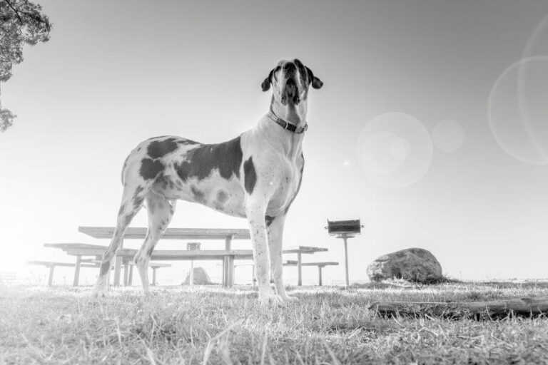 Wolf Vs Great Dane Size, Differences & Similarities