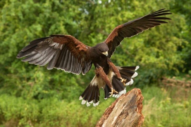 Do Hawks Mate For Life? (Mating & Nesting Behavior)