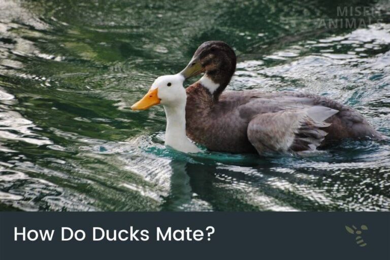How Do Ducks Mate? (The Horrifying Facts) Misfit Animals How Do Ducks Mate? (The Horrifying Facts) Misfit Animals